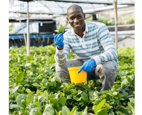 Jamaica’s Agriculture Sector Embraces Smart Farming to Boost Food Security